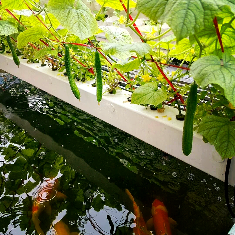 丽水市植物工厂鱼菜共生 - 哪里好